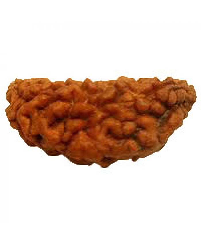 1 Mukhi rudraksha 